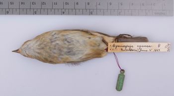 Media type: image;   Ornithology 230179